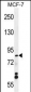 WDR27 Antibody (N-term)