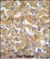 SPACA5 Antibody (Center)