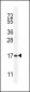 SPACA5 Antibody (Center)