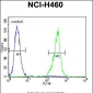 TRIM65  Antibody (Center)