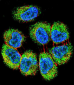 TRIM65  Antibody (Center)