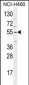 TRIM65  Antibody (Center)