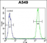 TRIM9  Antibody (C-term)