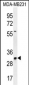TNFAIP8L3 Antibody (Center)