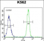 eNos Antibody (S1177)