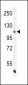 eNos Antibody (S1177)