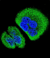 ANKRD58 Antibody (C-term)