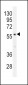 PDE1B Antibody (C-term)