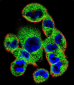 SOCS4 Antibody (Center)