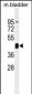 PRKAG1 Antibody (N-term)