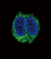 TGFBR2 Antibody (N-term)