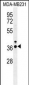 IRF1 Antibody (Center)