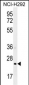 GSTA3 Antibody (N-term)