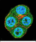 BTRC Antibody (N-term)