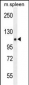 PELP1 Antibody (Center R759)