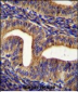 GHSR Antibody (C-term)