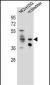GHSR Antibody (C-term)