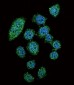IRF9 Antibody (N-term)
