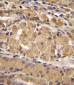 IRF9 Antibody (N-term)