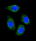 TNFSF15 Antibody (Center)