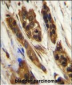 SNR27 Antibody  (Center)