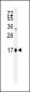 TSH-alpha Antibody (C-term)