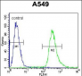 HSP90B1 Antibody (Center)