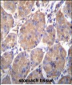 HSP90B1 Antibody (Center)