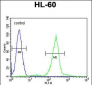 C1QC Antibody (Center)