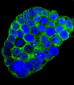 C1QC Antibody (Center)