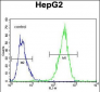 PPARD Antibody (C-term)