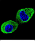 TUBB2B Antibody (N-term)