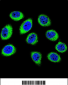 GCLC Antibody (N-term)