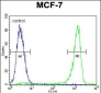 VEGF3 Antibody (N-term)