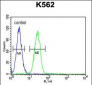 TBX6 Antibody (C-term)