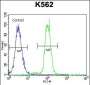 KLF4 Antibody (C-term)