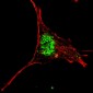 AP11958b-KLF4-Antibody-C-term