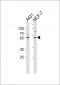 KLF4 Antibody (C-term)