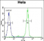 MED7 Antibody (Center)