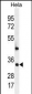 MED7 Antibody (Center)