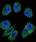 POSTN Antibody (C-term)