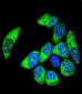 WT1 Antibody (Center E361)