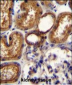 WT1 Antibody (Center E361)