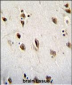 MSI1 Antibody (N-term)