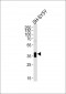 MSI1 Antibody (N-term)