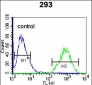 TFAP4 Antibody (Center)