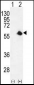 CDK8 Antibody (Center)