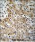 EDN1 Antibody (C-term)
