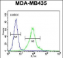 MeCP2 Antibody (N-term S80)