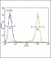 AKT1 Antibody (C-term T450)